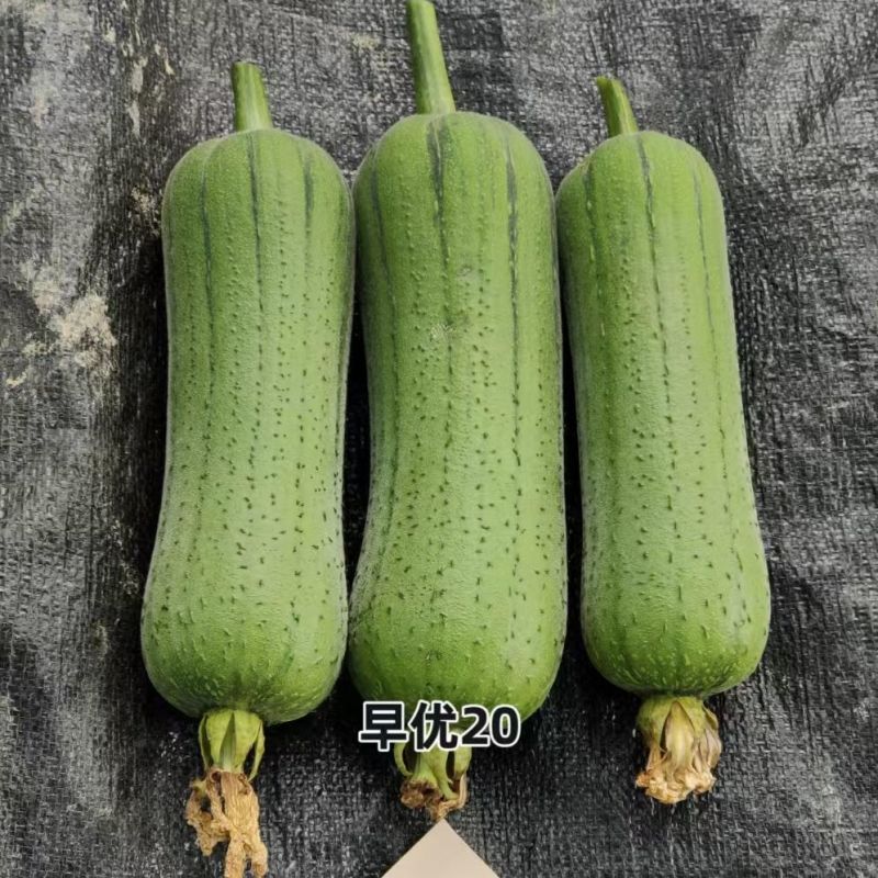 春润早优20短棒型肉丝瓜种子座果能力强果皮绿色油亮硬度