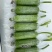 春润早优20短棒型肉丝瓜种子座果能力强果皮绿色油亮硬度