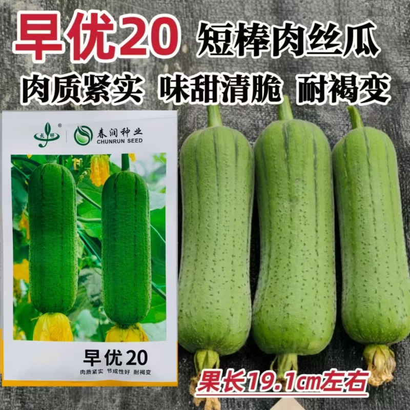 春润早优20短棒型肉丝瓜种子座果能力强果皮绿色油亮硬度