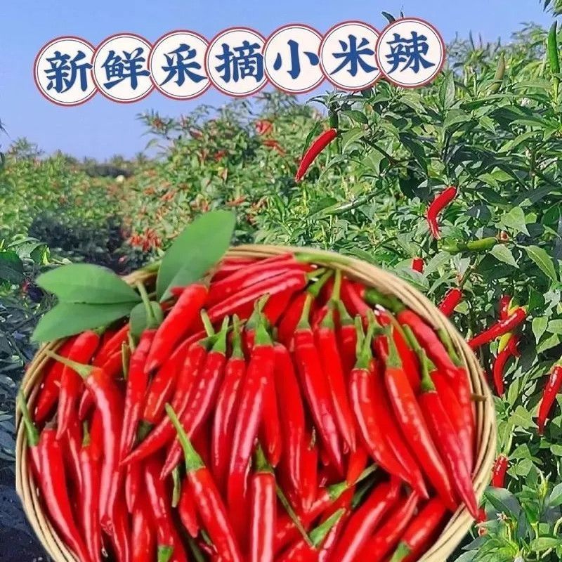 小米椒优质新鲜的小米红尖椒今日特价适合电商超市加工厂