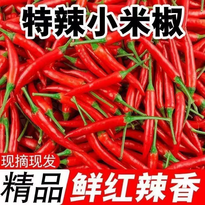 小米椒优质新鲜的小米红尖椒今日特价适合电商超市加工厂