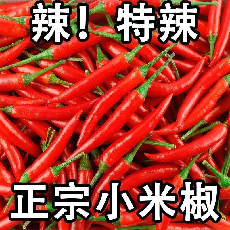 小米椒优质新鲜的小米红尖椒今日特价适合电商超市加工厂