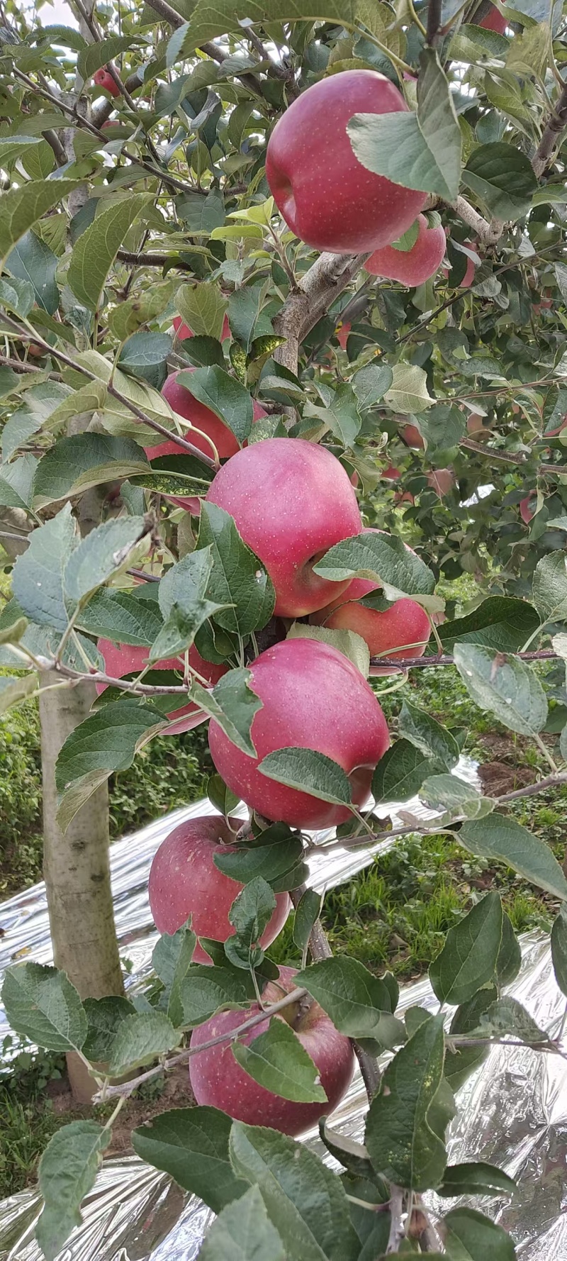 《云南红富士苹果》基地直发对接商超团购电商一条龙