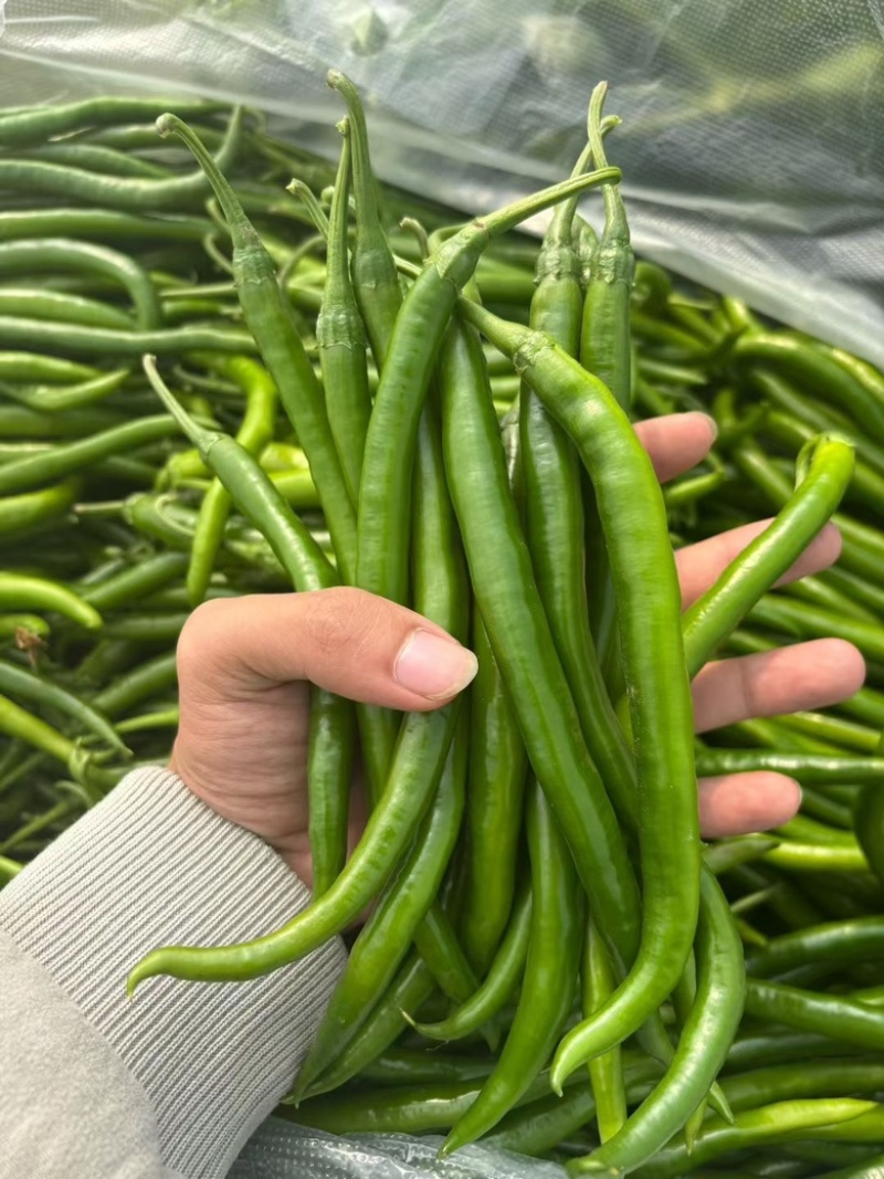 线椒三号软皮线椒贵州鲜辣椒，万亩基地直发量大从优欢迎电联