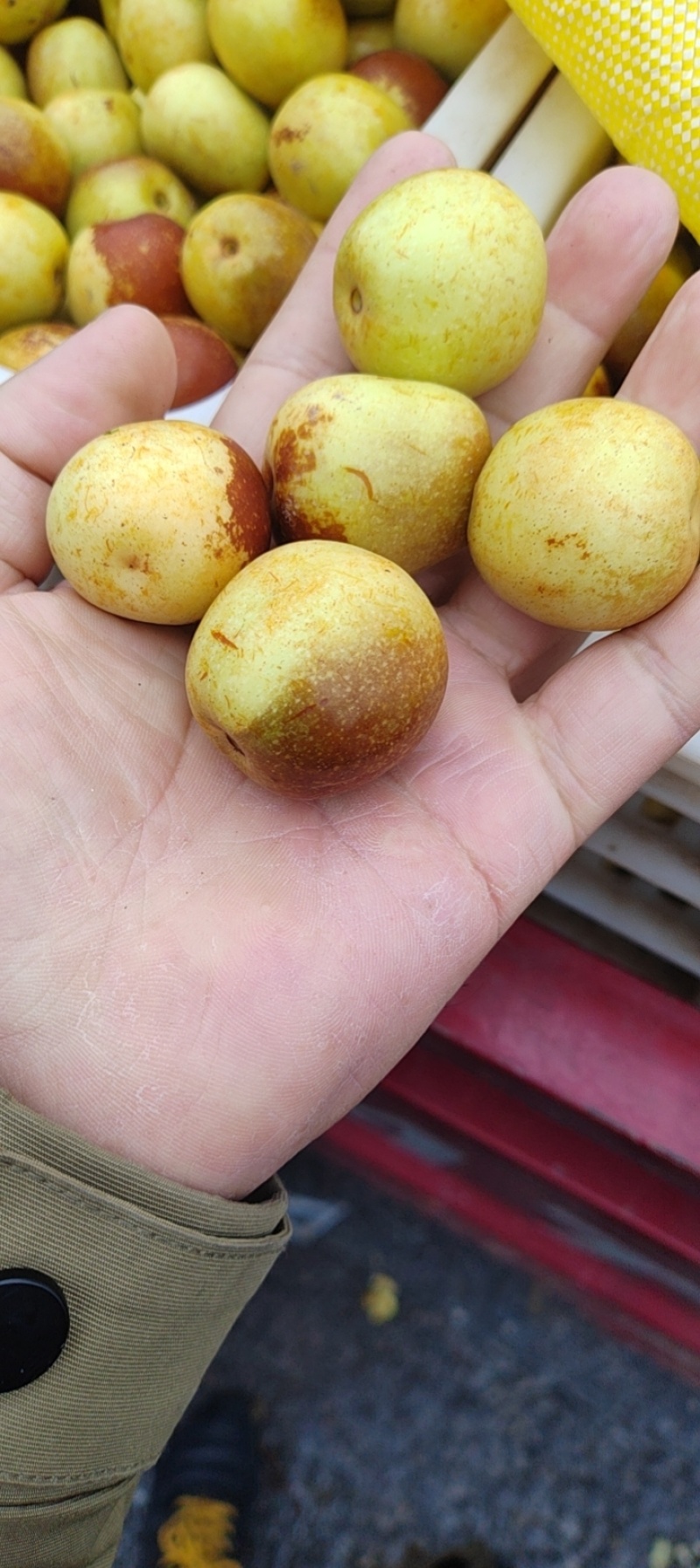 冬枣批发
