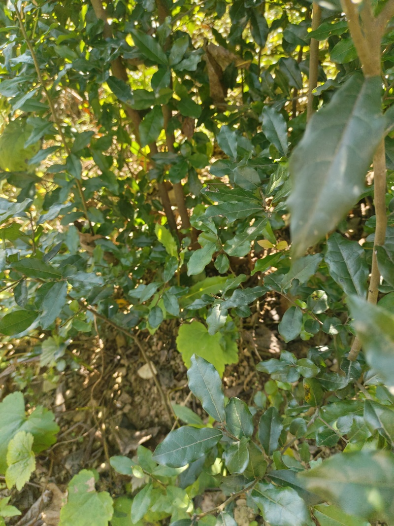 盆栽树桩，金弹子生桩
