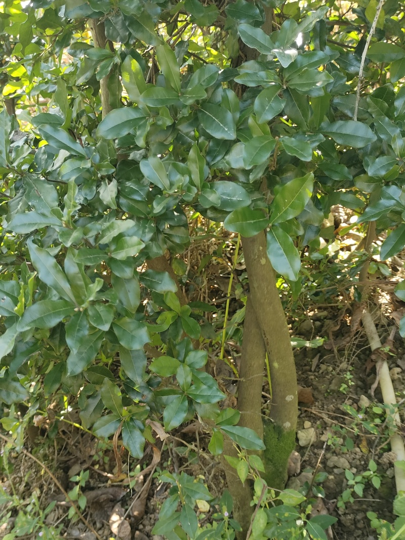 盆栽树桩，金弹子生桩