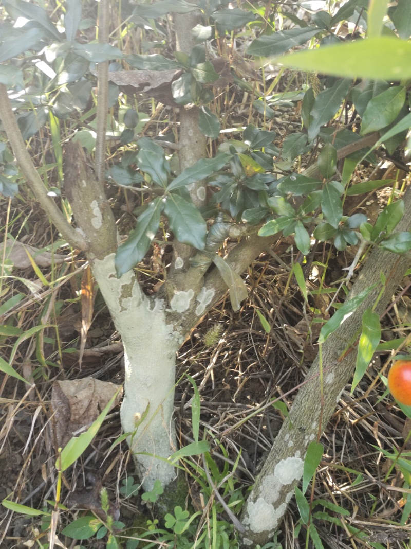 盆栽树桩，金弹子生桩