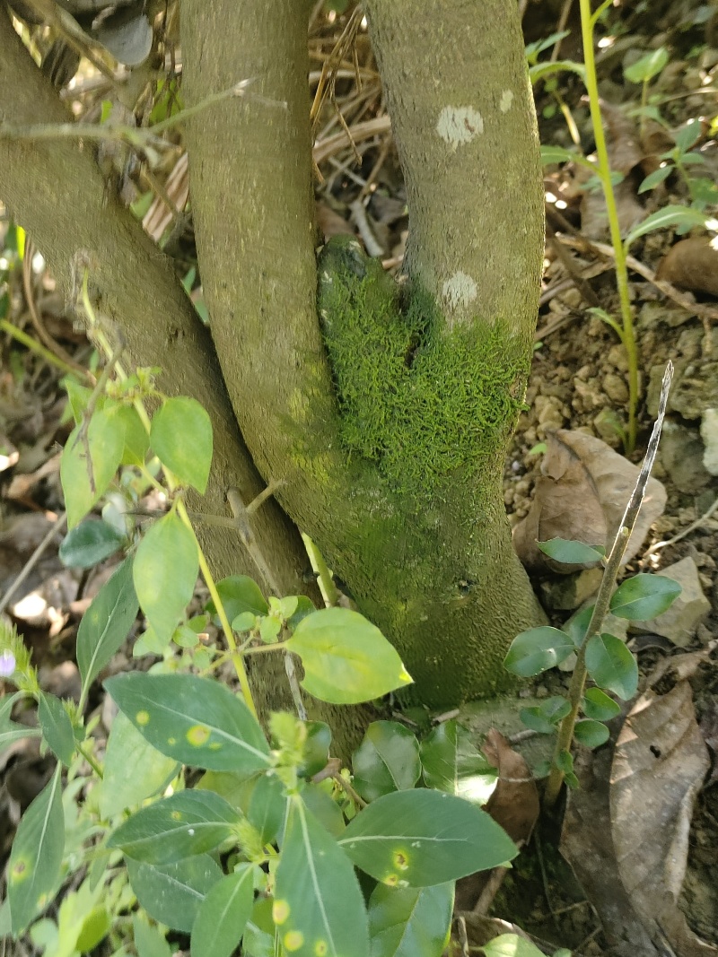 盆栽树桩，金弹子生桩