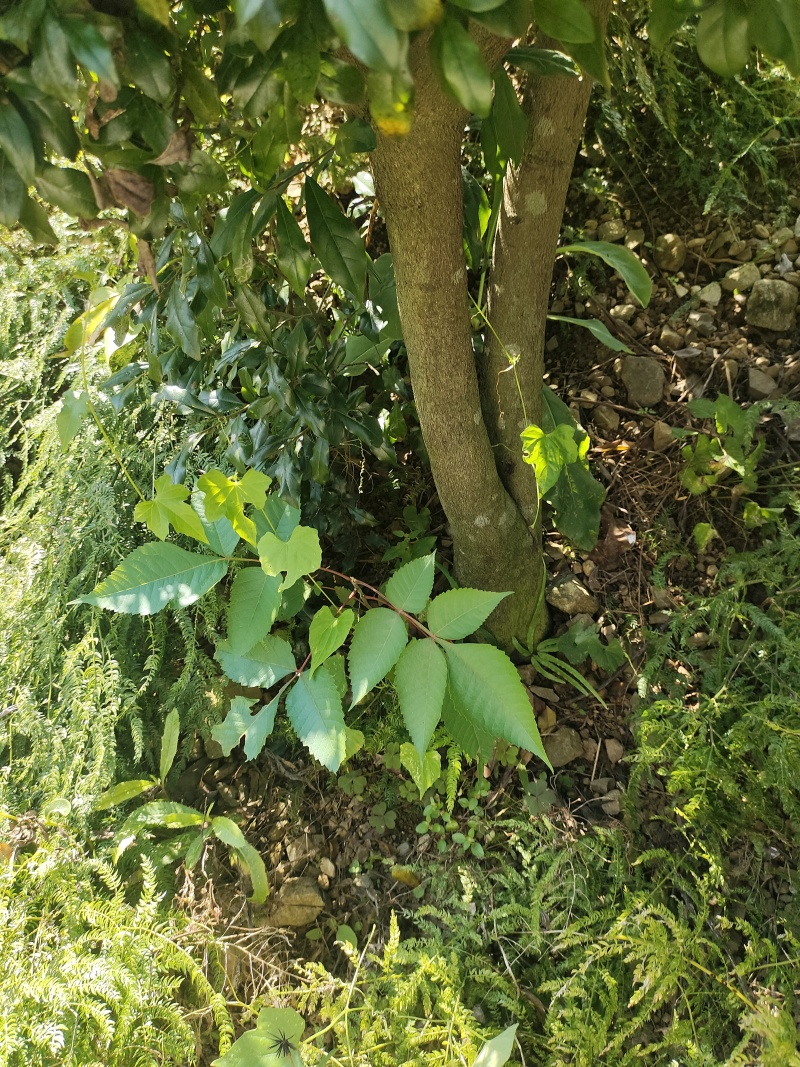 盆栽树桩，金弹子生桩