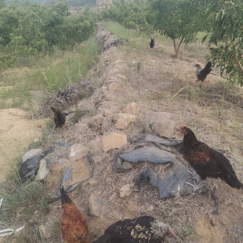 山地果园自养跑山鸡一年笨鸡，二年以上，三年以上，肉质紧实