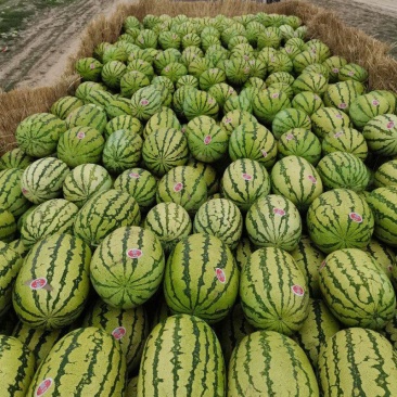 精品硒砂瓜大量上市了，诚信代办，提供电商平货