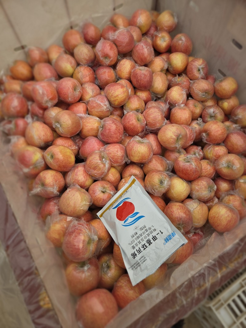 山西万荣膜袋冰糖心红富士苹果大量供应