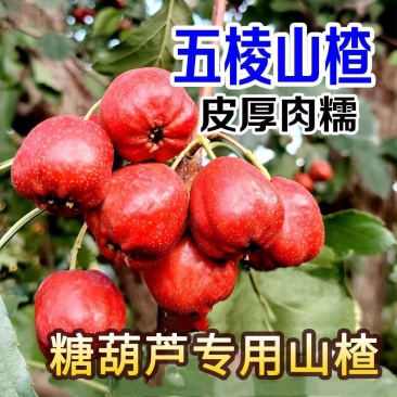 糖葫芦炒糖球专用山楂沂蒙山区产地直发批发
