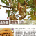 包邮）云南甜酸角(单果长1-5cm)孕妇水果甜罗望子干果