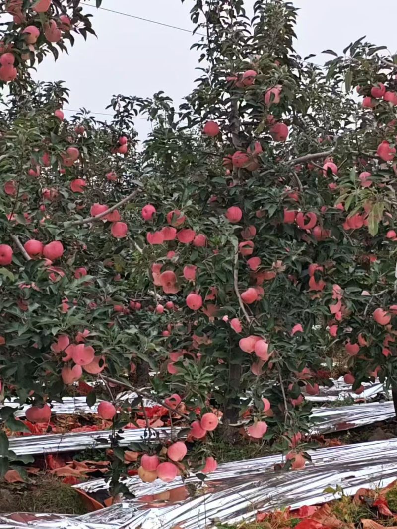 产地直销一手货源精品寒富苹果，欢迎各位老板随时咨询