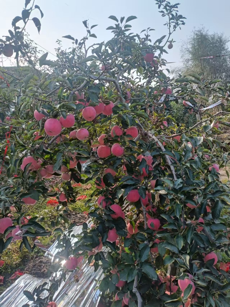 产地直销一手货源精品寒富苹果，欢迎各位老板随时咨询