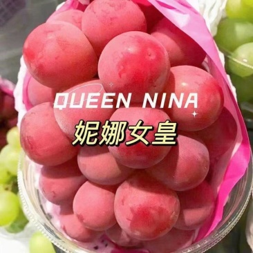 葡萄苗嫁接苗扦插苗