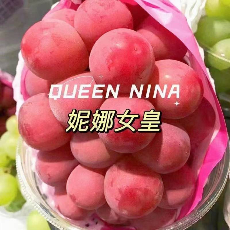 葡萄苗嫁接苗扦插苗