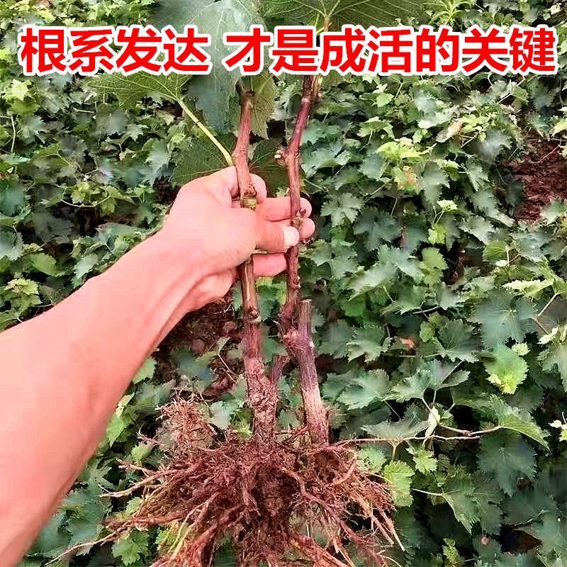 葡萄苗嫁接苗扦插苗