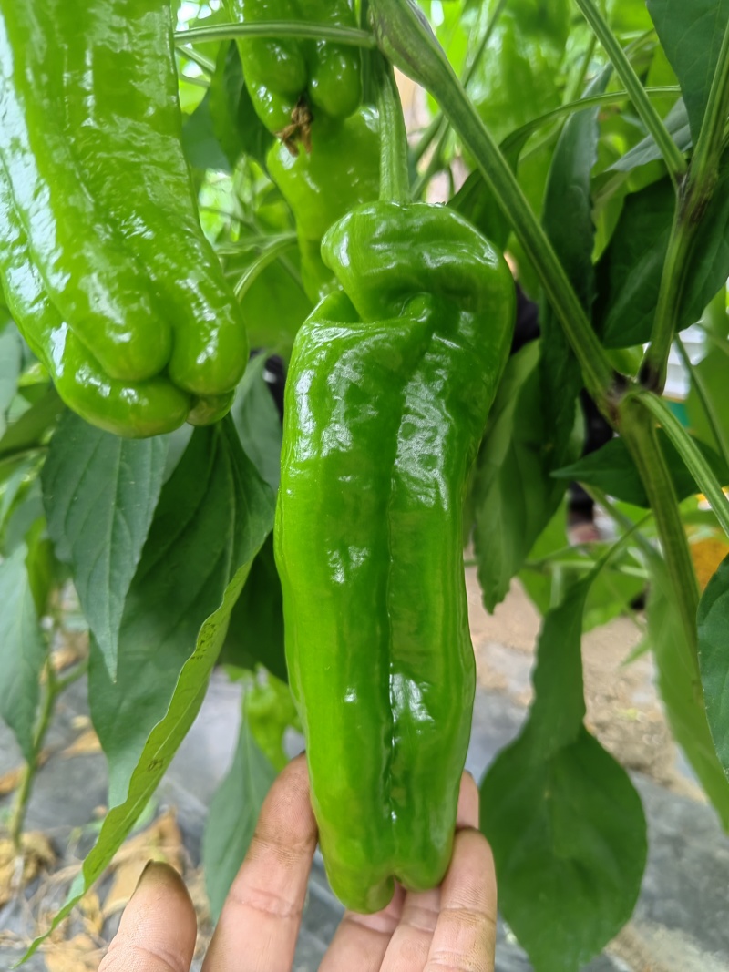 芜湖椒