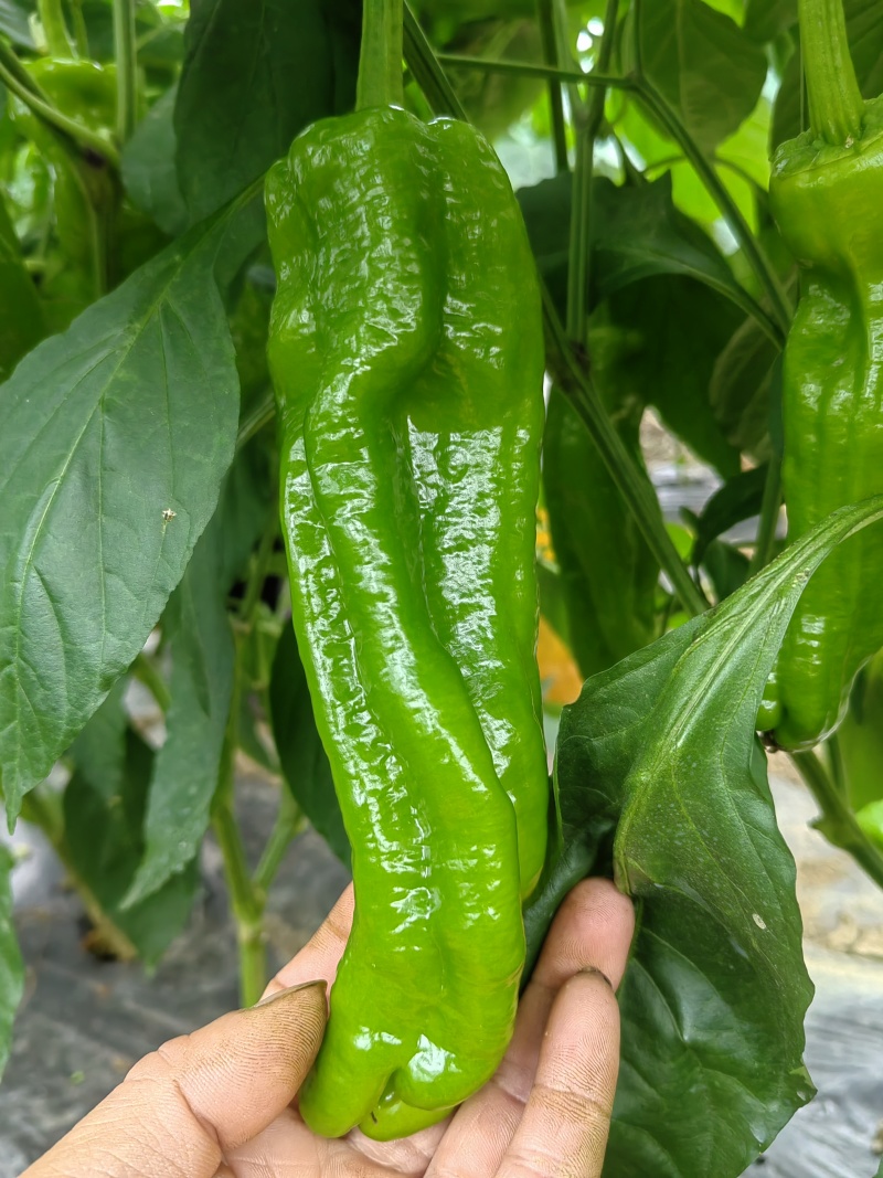 芜湖椒