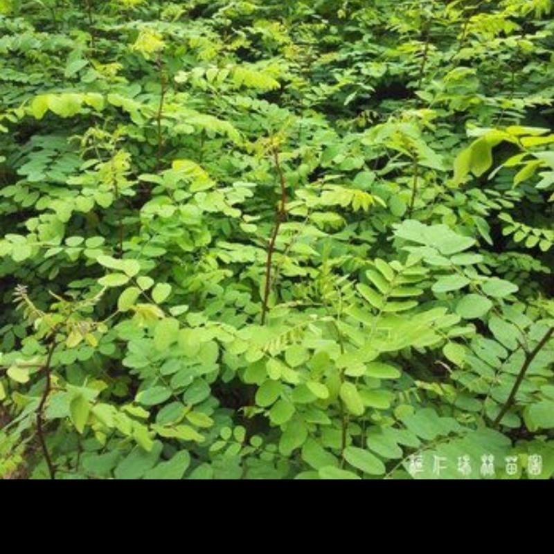 刺槐树苗，1.5左右