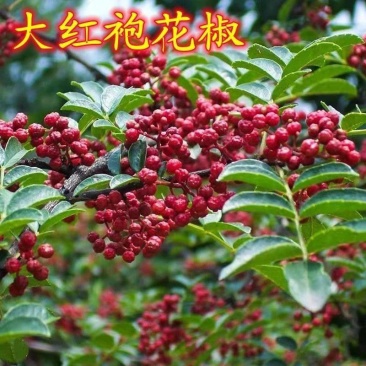 花椒树苗