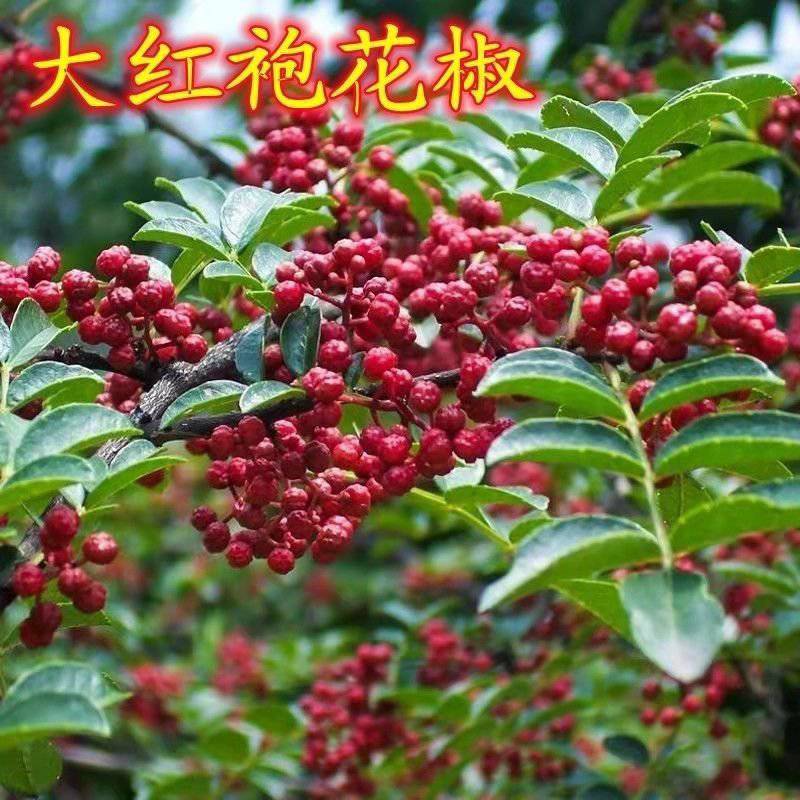 花椒树苗