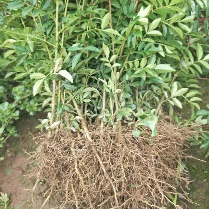 花椒树苗