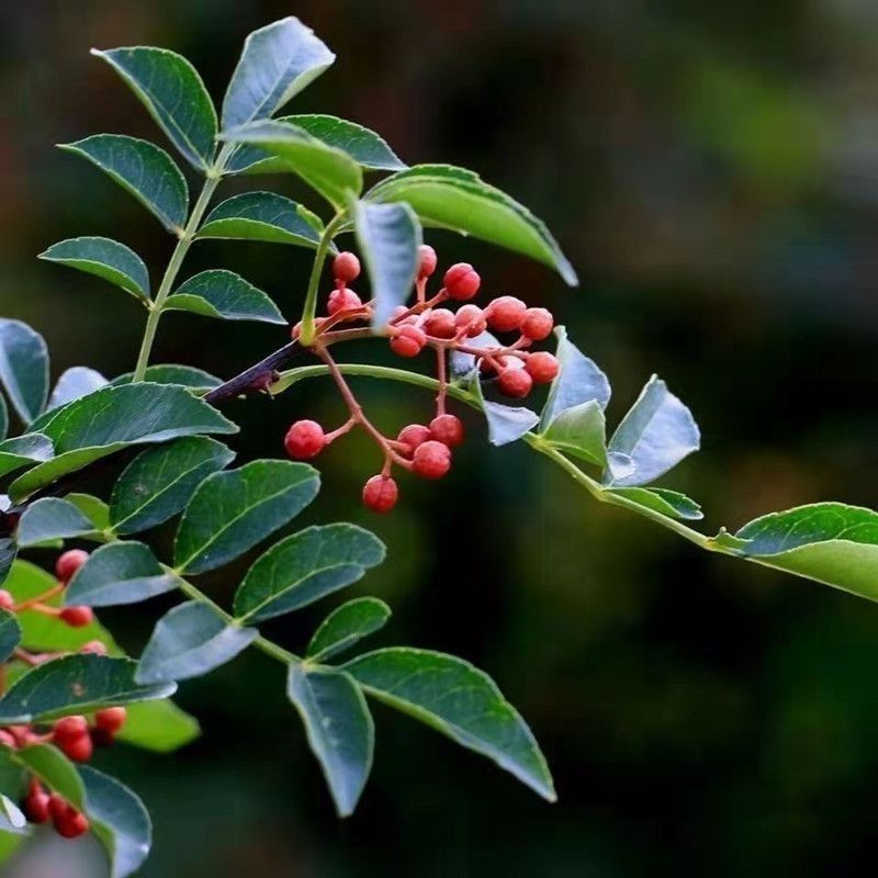 花椒树苗