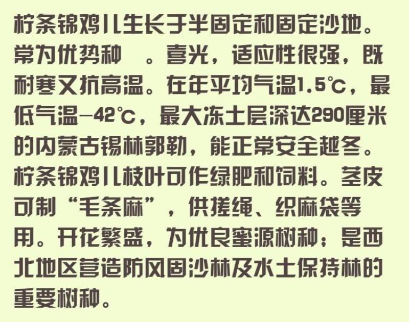 柠条种子小叶锦鸡儿种籽抗旱治沙多年生护坡绿化林木灌木