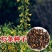 柠条种子小叶锦鸡儿种籽抗旱治沙多年生护坡绿化林木灌木
