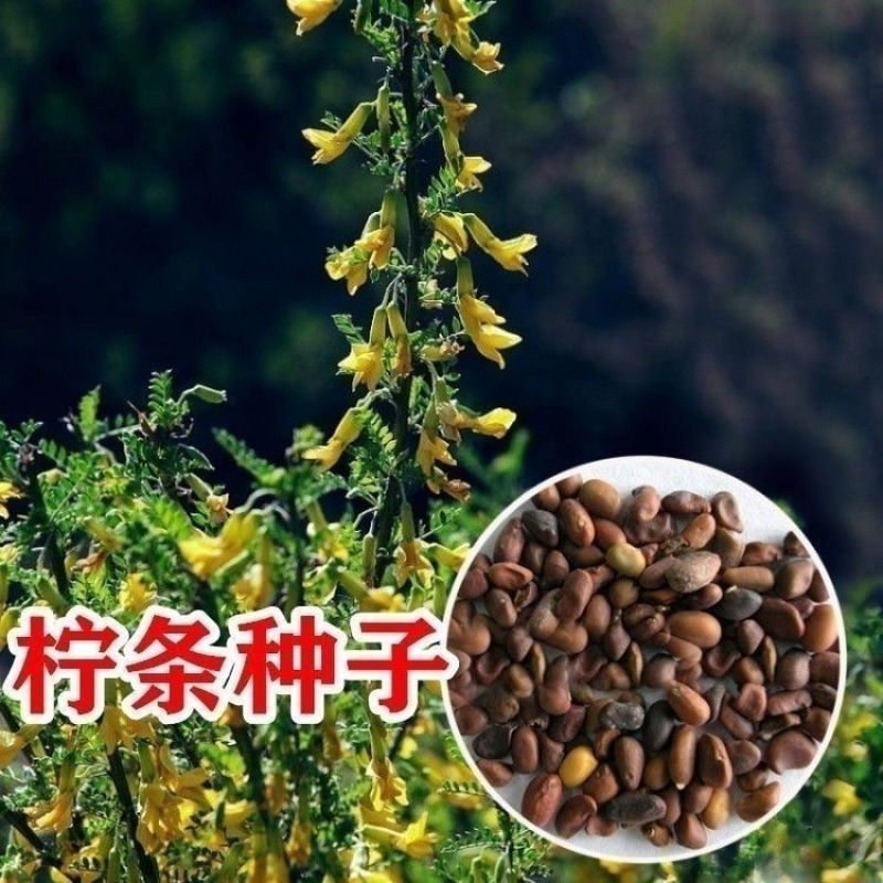 柠条种子小叶锦鸡儿种籽抗旱治沙多年生护坡绿化林木灌木