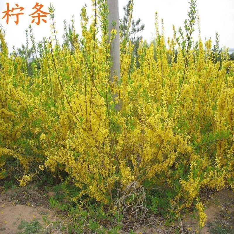 柠条种子小叶锦鸡儿种籽抗旱治沙多年生护坡绿化林木灌木