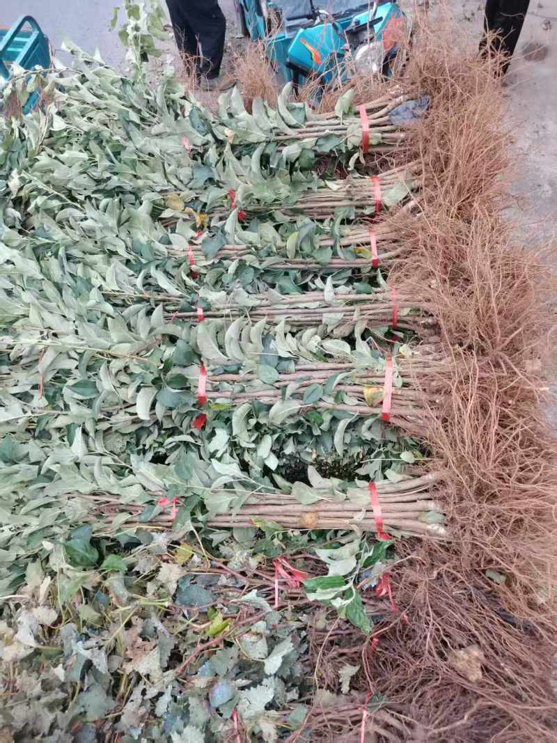 鸡心果树苗