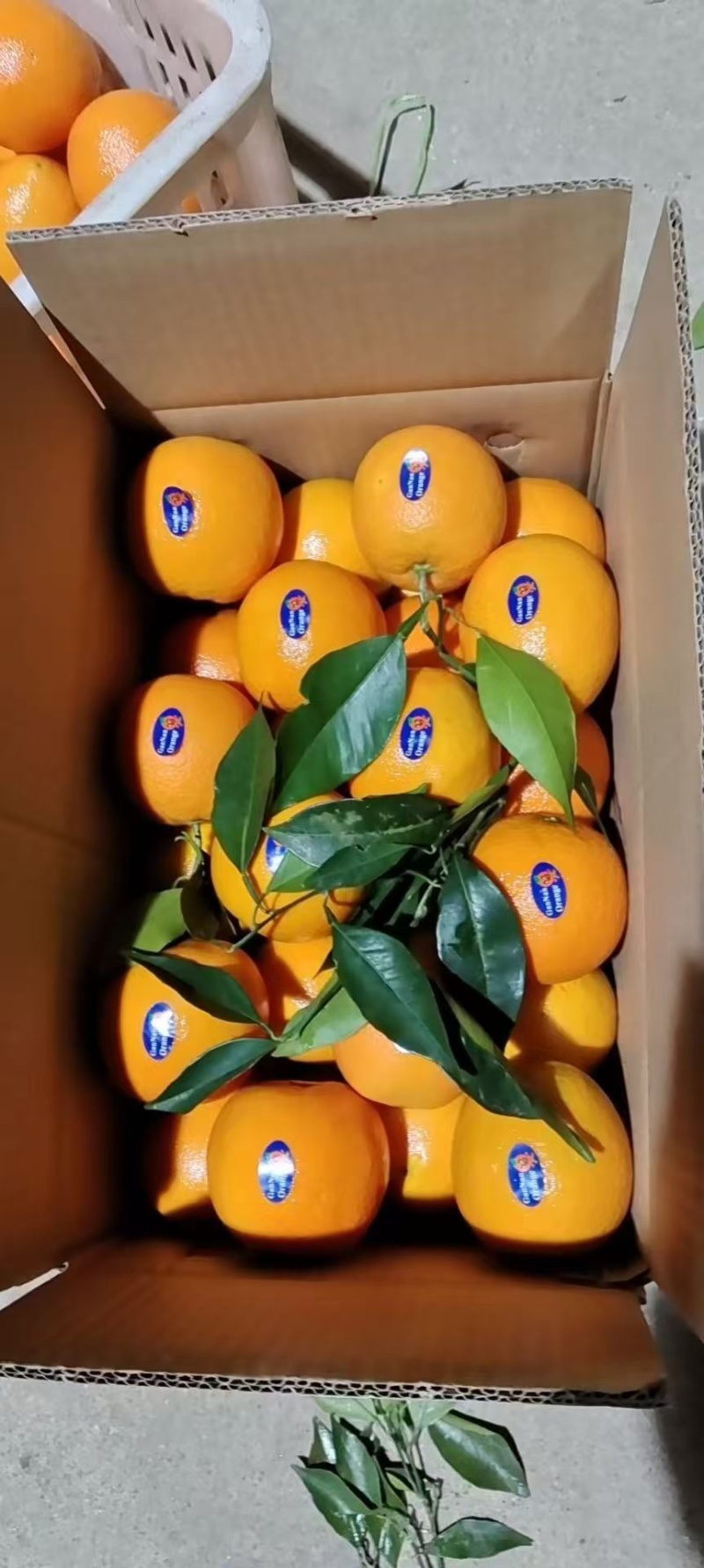 【实力推荐】湖北纽荷尔脐橙对接电商超市市场提供按需包装