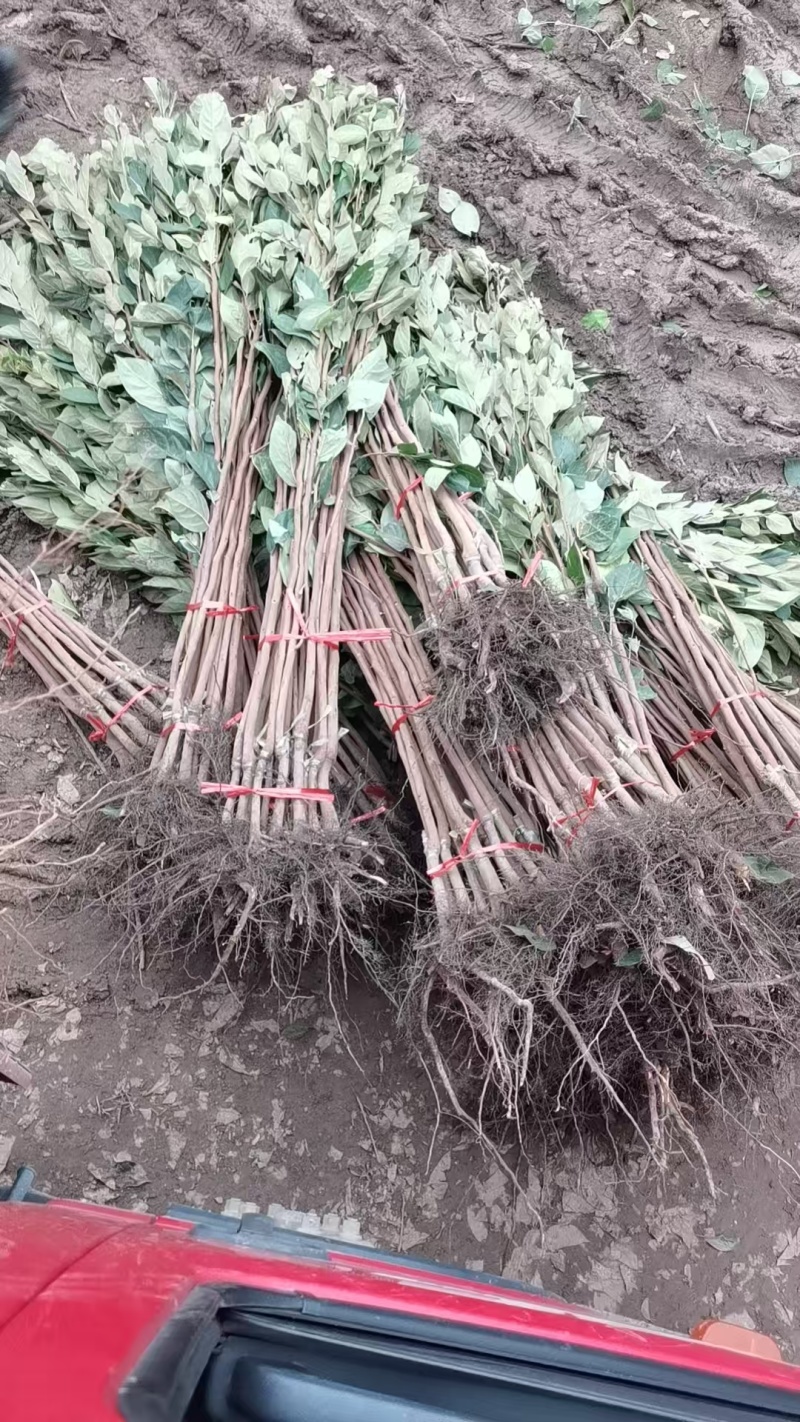 火晶柿子树苗