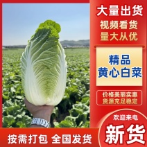 春季黄心大白菜，产地直供，个头均匀，货源充足，诚信合作