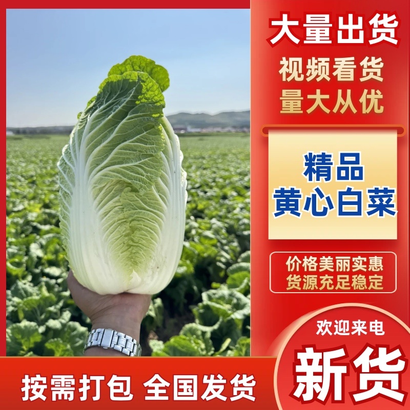 春季黄心大白菜，产地直供，个头均匀，货源充足，诚信合作