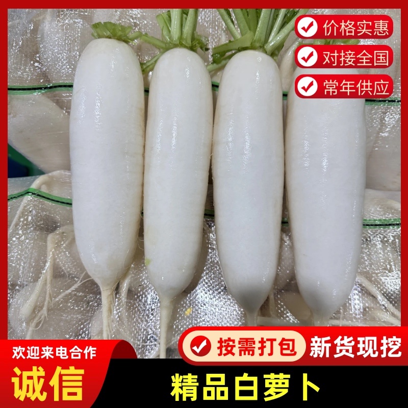 精品白萝卜产地大量供货一手货源/品质保证承接全国市场商超