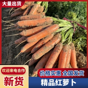 内黄优质新鲜胡萝卜现挖现发/大量稳定供货/市场商超电商