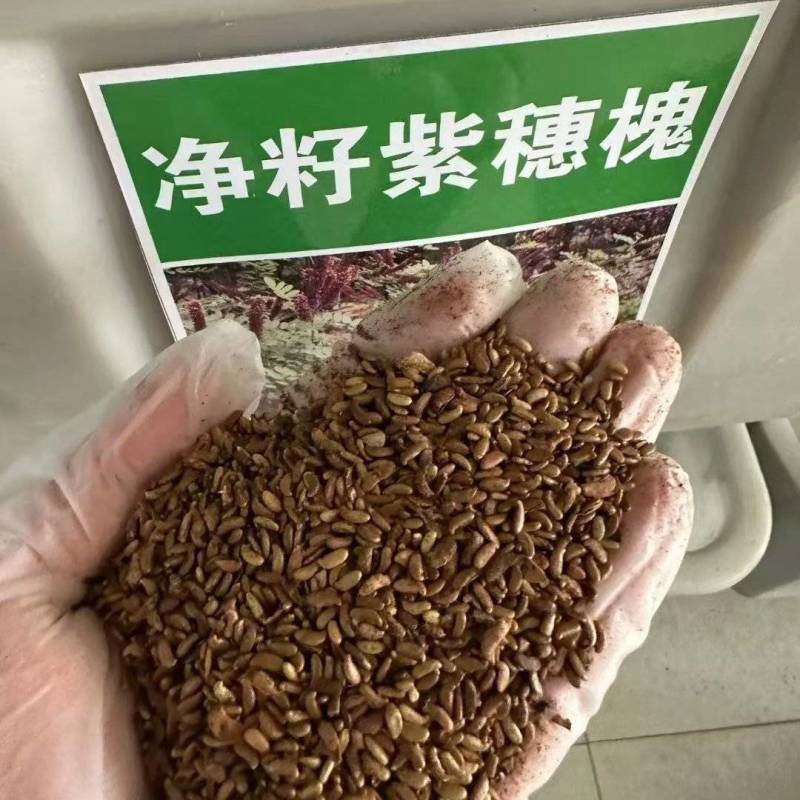 紫穗槐种子护坡复绿灌木种子多年生棉槐紫穗槐树种子板条蜜源