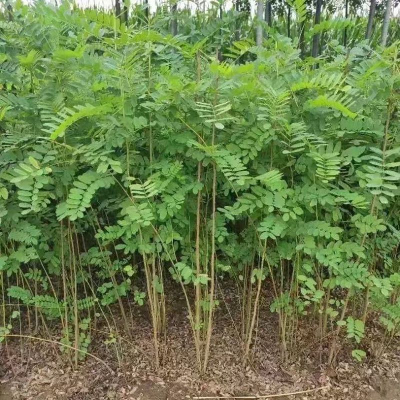 紫穗槐种子护坡复绿灌木种子多年生棉槐紫穗槐树种子板条蜜源