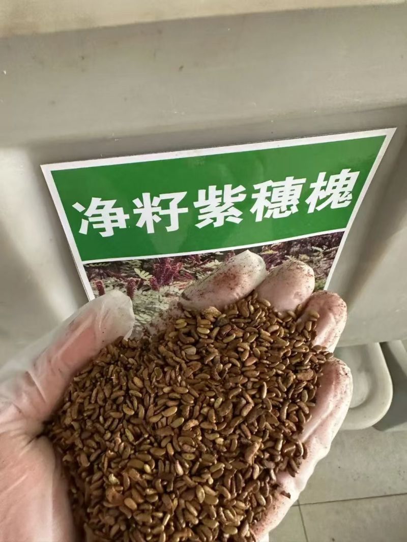 紫穗槐种子护坡复绿灌木种子多年生棉槐紫穗槐树种子板条蜜源