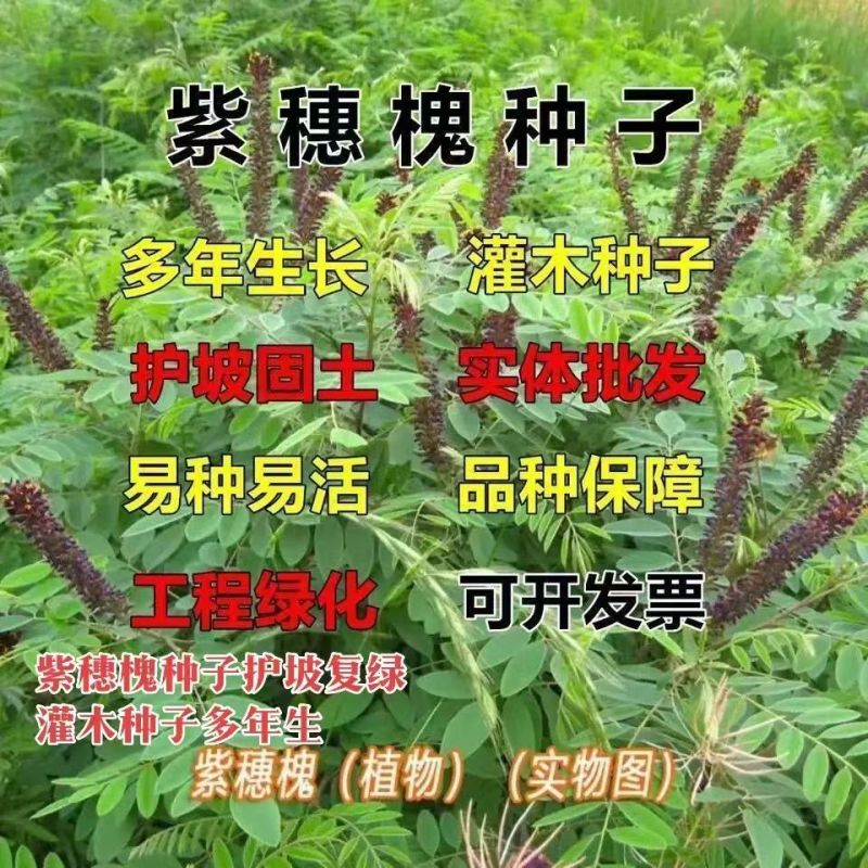 紫穗槐种子护坡复绿灌木种子多年生棉槐紫穗槐树种子板条蜜源