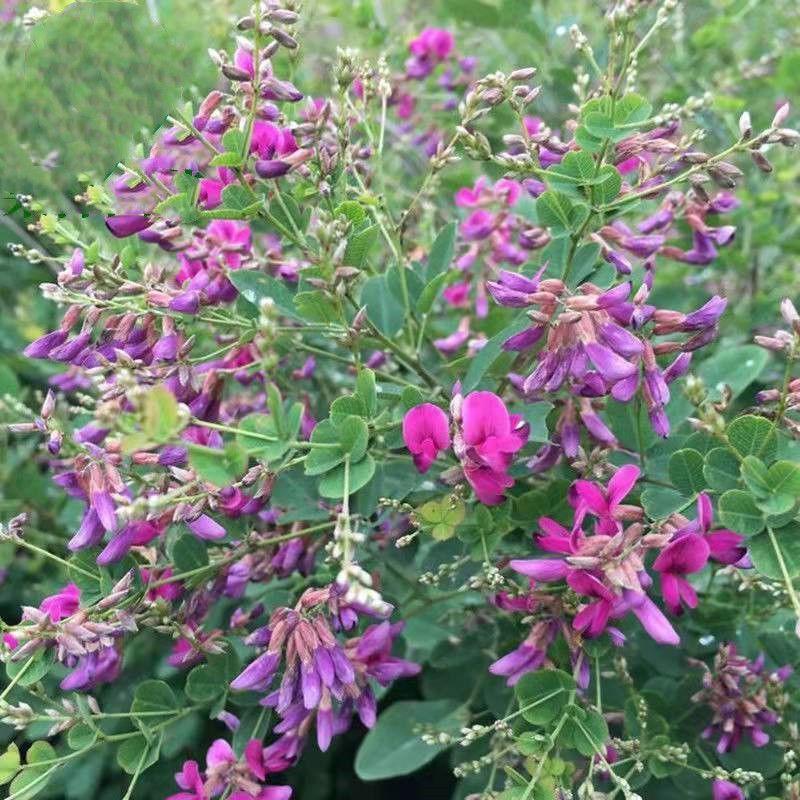胡枝子种子萩胡枝条扫皮随军茶水土保持固土护坡饲用牧草多年