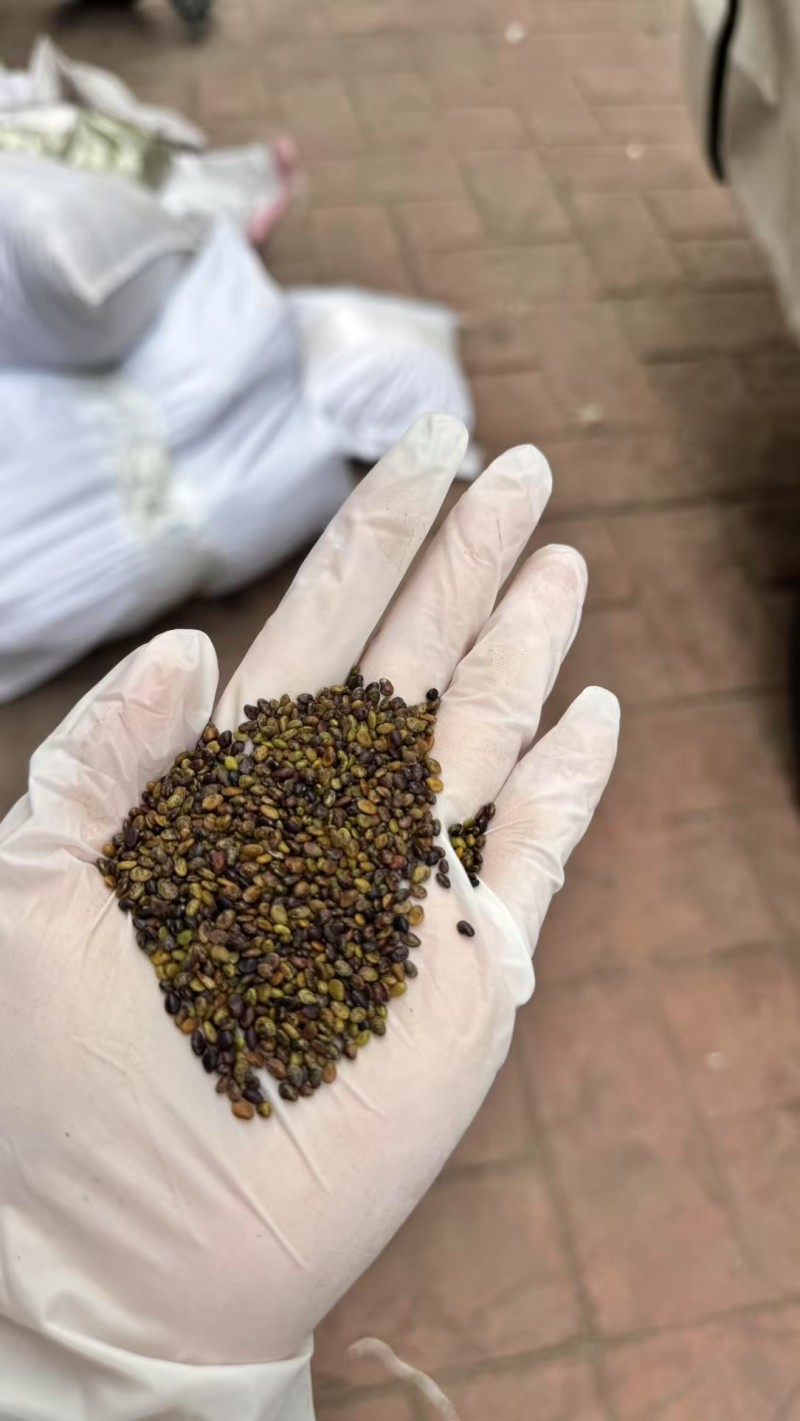 胡枝子种子萩胡枝条扫皮随军茶水土保持固土护坡饲用牧草多年