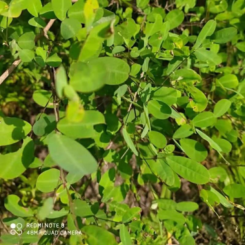 胡枝子种子萩胡枝条扫皮随军茶水土保持固土护坡饲用牧草多年