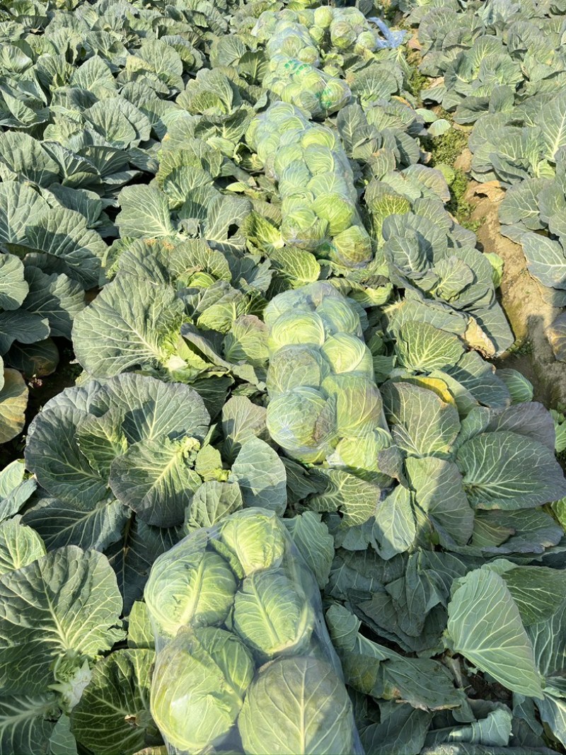 （推荐）湖北天门甘蓝，锄禾5号支持各种包装电商超量大优先